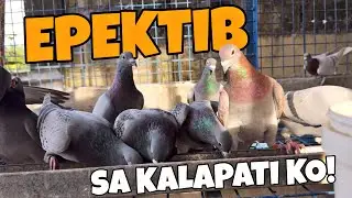 1 MONTH ANG EPEKTO SA KALAPATI NG BINILI KO SA SHAPI