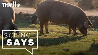 Fact-checking some weird animal myths | Science Says