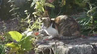 【Cat Video】 meowmeow Happy #cat  #cats  #cute