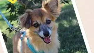 Community Pet Care - Be Thankful 2