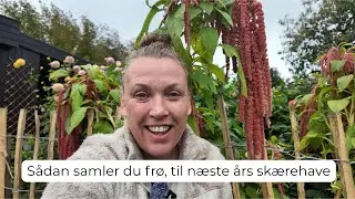 Her viser jeg hvordan du selv samler fr&oslash;, til n&aelig;ste &aring;rs blomster. 