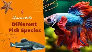 Exploring Dharmasthala Fish Museum 🐠 | Rare & Colorful Fish at Lalithodyana Aquarium Karnataka