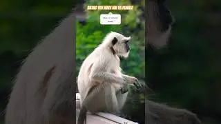 Male or Female Monkey #monkey #animal #femalemonkey #malemonkey