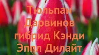 Тюльпан гибридный Кэнди Эппл Дилайт 🌿 обзор: как сажать, луковицы тюльпаны Кэнди Эппл Дилайт