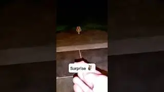 #owl #surprise