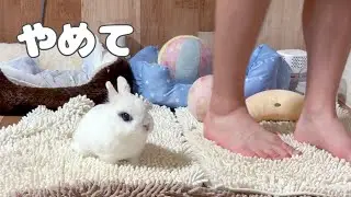 こむぎ大暴れ!? 飼い主VSうさぎのマット交換対決が可愛すぎる