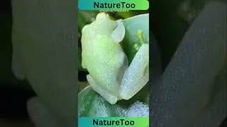Glass Frog   The Transparent Frog #frog #naturetoo #animals