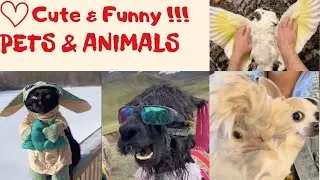 Cute and hilarious Pets/Animals Acting Crazy -10 min of Stress Free Happiness 🙂🙂