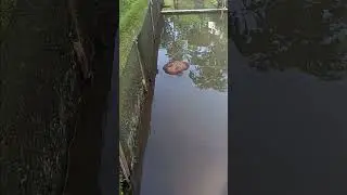 #hobimancing