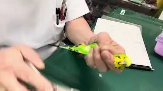 ④セキセイインコのトトちゃんの爪切り