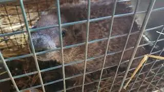 Land beaver
