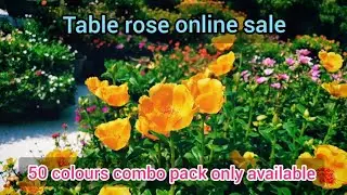 Table rose online sale😍whatsApp 8248651486🥰50 colours combo😘Tamilnadu only delivery available