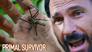 ОГРОМНЫЙ паук-нефила (золотистый шёлковый кругопряд), Лао | Primal Survivor