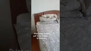 Zero permission. Full comfort.🐾❤️ #funnyvideo #youtubeshorts #funnyanimals #dogs #funny