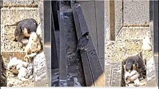 367 Collins Falcons ~ Mum Becomes Frantic When All 3 Chicks Escape The Nest! Gutter Stomp🏆 15.10.25