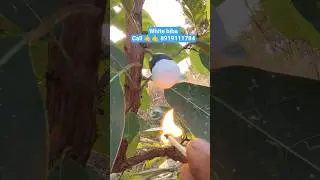 #white #biba#seeds #sale call 📱 8919111784👈 call me 🤙