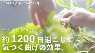 【24年度室内に移動】エバーフレッシュの挿し木 #21（1110日目〜1260日目）
