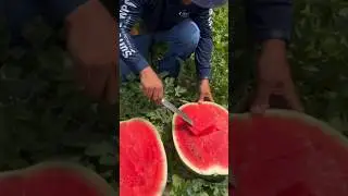 Арбуз Манчестер 🍉🔪🔥 +7(912)847-52-01 WA/TG