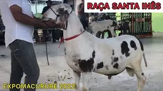 CARNEIROS SANTA INÊS - EXPOMACURURÉ 2022