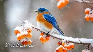 Calming Snowy Birds ❄️ Soft Piano Music to Help You Sleep Peacefully and Wake Refreshed