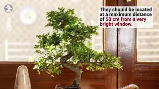 Mistral Bonsai - Cure di base per il tuo bonsai da interno