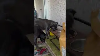 Всегда делится с Тайрой 🫶🫶🫶 #corso #dog #собака #корсо #серые #тайра #тесса