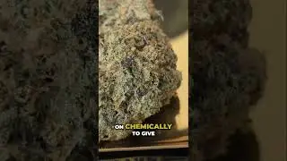 Pineapple Cake Weed: Unlocking Its Secrets! (Quick Guide)