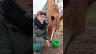 Les conditions du renforcement positif #equitation #cheval #cavaliers #horse
