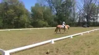Intro B 2015. Bitless bridle.  Zoe's first test.