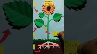 Photosynthesis Model 
