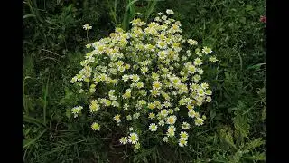 Culturi si flora spontana