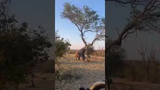 Majestic Elephant Power #ElephantEncounter #NatureBeauty #WildKingdom