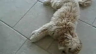 Riley, Labradoodle doing some tricks