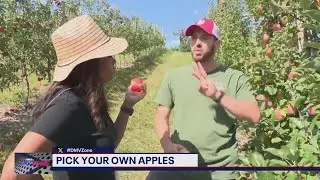 Pick your own apples