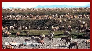 Республиканцы голосуют за отмену ограничений Байдена на бурение скважин в заповеднике дикой приро...