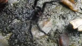 Selenocosmia peerboomi 1