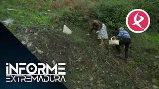 Oto&ntilde;o, temporada de setas | Informe Extremadura