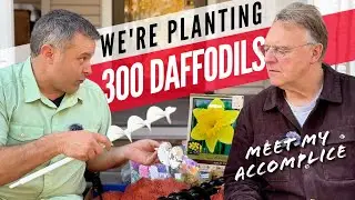 Pt 1: Daffodil Lawn with Planting Augers at Home