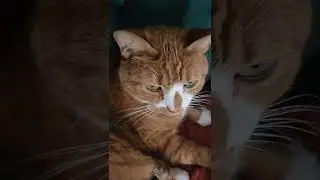 Purring Star💜