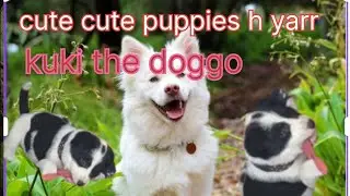Bahut payeri h cute puppies yarr #funny #germanshepheard #gsds #dogowner #animallovers 