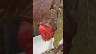 Red leaf
