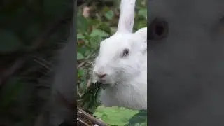 Cute Rabbit - Cute and Funny Rabbit Videos Compilation#7! JB Vlogs