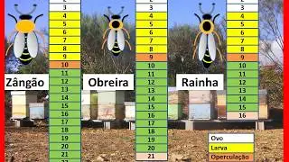 Criação rainhas