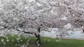 Cherry Blossoms. East Potomac Park.