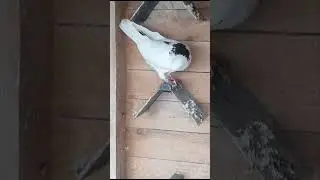 14.02.24 голуби Али Алиева  #pigeons​ #göyərçinlər​ #голубибаку​ #голубидагестан​