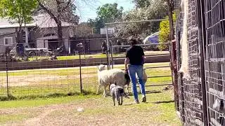 Blue Heeler herding- Australian Cattle Dog herding practice