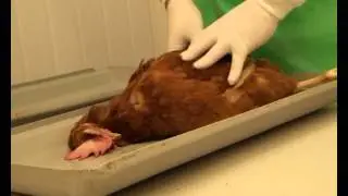 Chicken Post Mortem Part One_Preparation and External Examination.avi