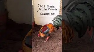 Gallos con postura para Jalisco
