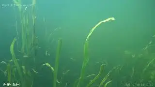 rzeka Stour pod wodą
