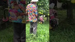 Under the orange tree #linetrimmer #overgrown #orangetree #tidyup #asmr #gardensounds #shortsfeed